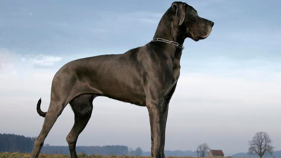 What are the 15 Biggest Dog Breeds