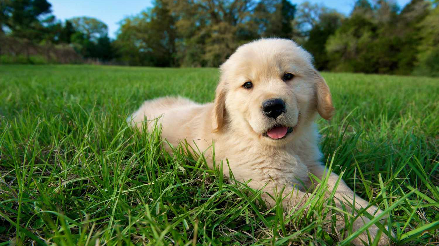 Top 19 Cutest Dog Breeds