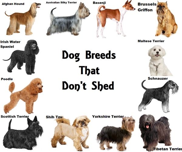 Dogs That Don't Shed