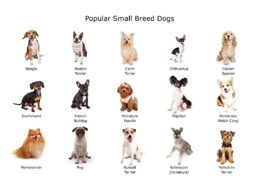 Affordable small dog breeds hotsell