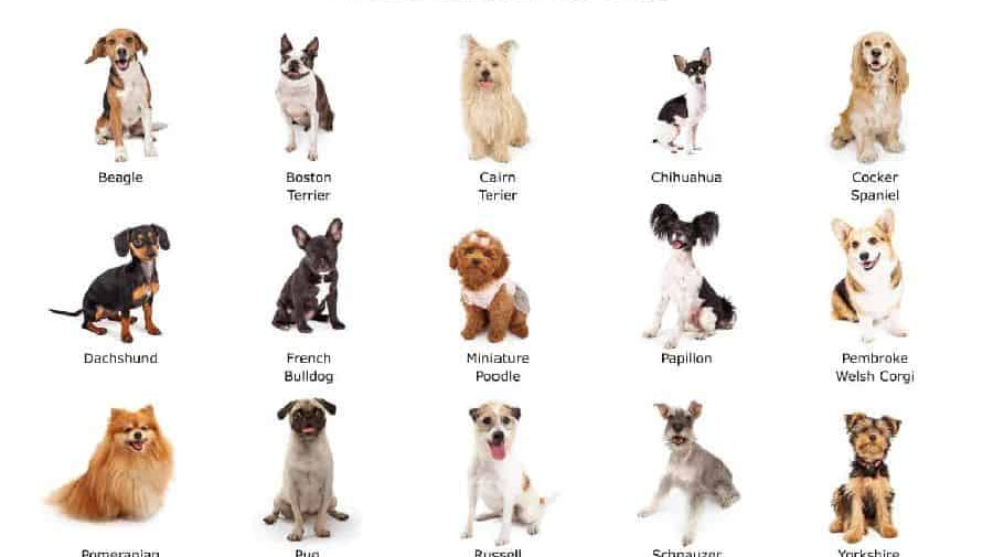 What are the best small dog breeds?