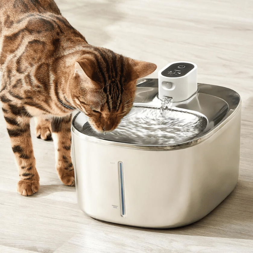 Cat fountain pets at home hotsell